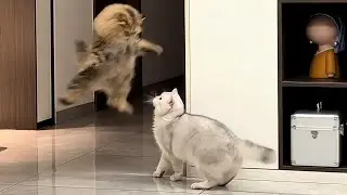 Cats Being Weird Again