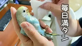 放鳥スタート、着地の練習、限界まで食べようとするインコ【セキセイインコ　雛　生後１ヵ月】