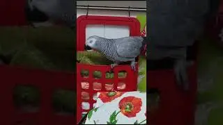 Недружка - это фильм из жизни мелкого хулигана...