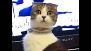 Gato asustado MEME