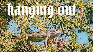 El Hefe Iguana, suprise outside my house!