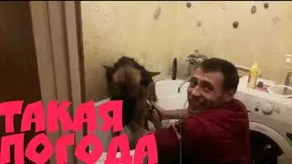 Такая погода