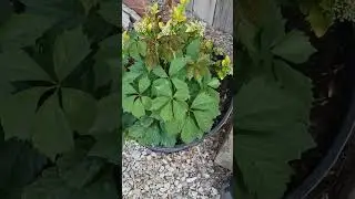 Is this a Virginia Creeper???