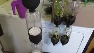 Pop Bottle Hydroponic System