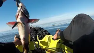 Catching #california #sheephead off the coast of #sandiego with #ghostshrimp #kelpforest #wrasse