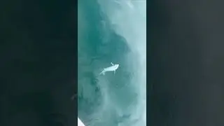 Поймали русского осётра в Чёрном море и отпустили. Рыбалка в Сочи.