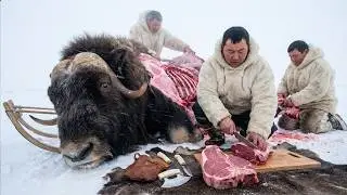 Как инуиты выживают в Арктике и как они охотятся на овцебыка весом 400 килограммов?