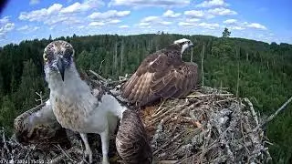 All four birds are fighting for the nest. 15-07-2024.