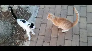#кошки