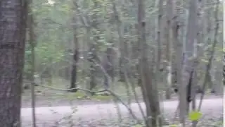 Беги, Пушкин, беги