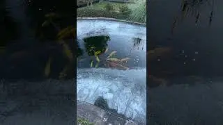 Пруд возле Дома/Всё своими руками/Вот и к нам пришла Зима