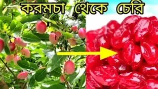 করমচা থেকে চেরি ফল বানানোর খুব সহজ পদ্ধতি। পুরো দোকানের মতো 👌👌
