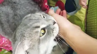 Нападение КОТА