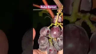Ruby Roman, vita de vie pen 