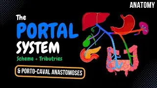 Portal Venous System (EASY Scheme) - Anatomy
