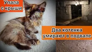 Котята умирают в подвале...