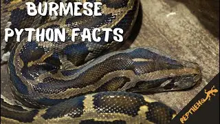 These Burmese Python Facts will Surprise You!