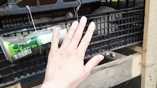 КАК ЖИВЕТ ПЕРЕПЕЛА ИЗ МАГАЗИННЫХ ЯИЦ !?