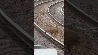 Muntjac Deer risks its life crossing high speed train track #brave #train #cute #trainspotting #deer