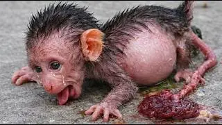 Tiny Newborn Monkey Cries for Its Mother 😭💔 | Leo Monkey