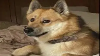 DOGE 2 Meme