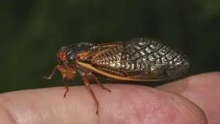 'Once in a lifetime' cicada emergence set for Illinois as billions of bugs set to surface in 2024