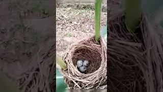 Funny video  #shorts #funnyvideo