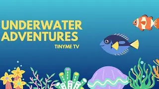 Explore the underwater world and Discover amazing Fish