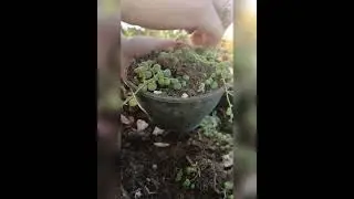 Como fazer mudas e dividir seu colar de pérolas Variegata