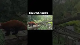 The red panda at Pairi Daiza 🇧🇪