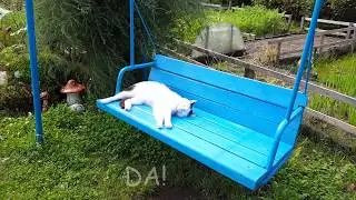 CAT ON QUALITY. Hush, mice, do not make noise ..