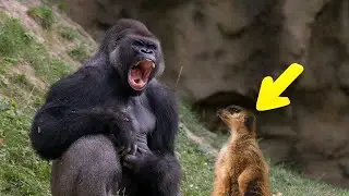 The Most Fearless Animals In The World