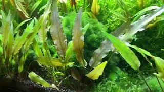 Nov 2022 20 gallon planted tank update