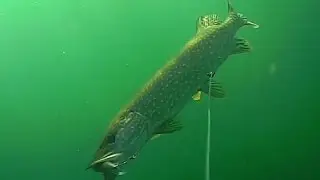 Huge Pike Attacks Salmo Perch 14 cm in this Slow Motion Video