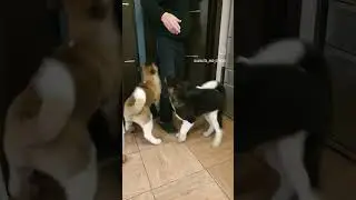 28.04.23 щенки американской акиты #akitapuppy #americanakita #akita #американскаяакита #puppy
