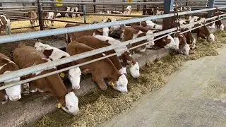 1000 HEAD DAIRY FARM