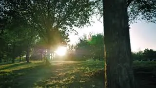 mixkit meadow surrounded by trees on a sunny afternoon