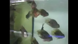 Loros de uno de los importadores de Pomafisch