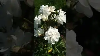 Роза Guirlande d'Amour 