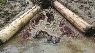 The Best Crabs Holing - The Popular Way For Catching Crab By Making Hole