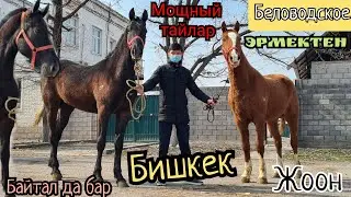 Эрмектен мощный талар 🔥байтал бээлер чыкты👍бишкек 26 февраля 2022 г.