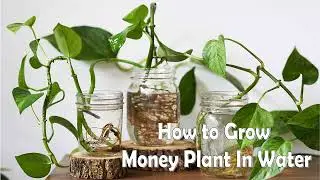 How to Grow Money Plant in Water | Indoor Plants | Complete Tutorial | Samia's Kitchen