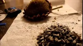 Sunflower Seeds - 2014