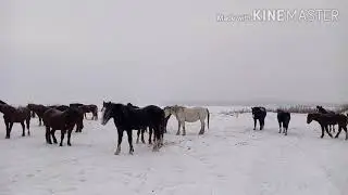 ЛОШАДИ вернулись домой, ВОЛКИ снова осождают деревню!