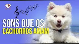Seu cachorro vai amar ouvir esses sons
