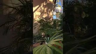 Утро в пальмовом дворике #classicalmusic #palms #plants #garden #растения #садоводство #home