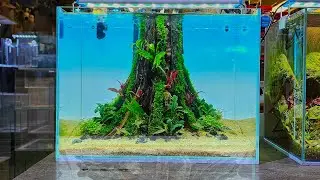 Make a fish tank with straight driftwood