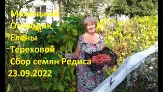 Elena Terekhova's Little Garden - Radish Seed Collection, September 23, 2022