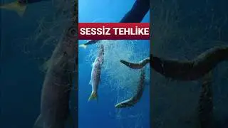 Suların Görünmeyen Tehlikesi: Terkedilmiş Hayalet Balık Ağları