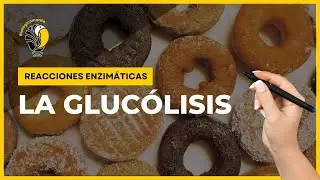 🧐 GLUCOLISIS |Reacciones enzimáticas|